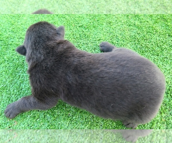 Medium Photo #2  Breeder Profile in CEDAR SPRINGS, TX, USA