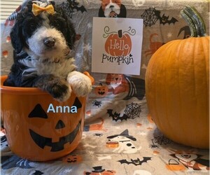 Bernedoodle (Miniature) Dog Breeder near KINGSPORT, TN, USA