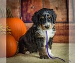 Small #2 Breeder Profile image