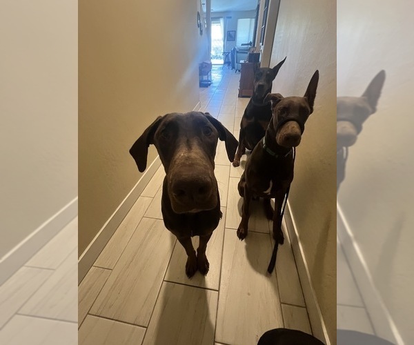 Medium Photo #20  Breeder Profile in PHOENIX, AZ, USA