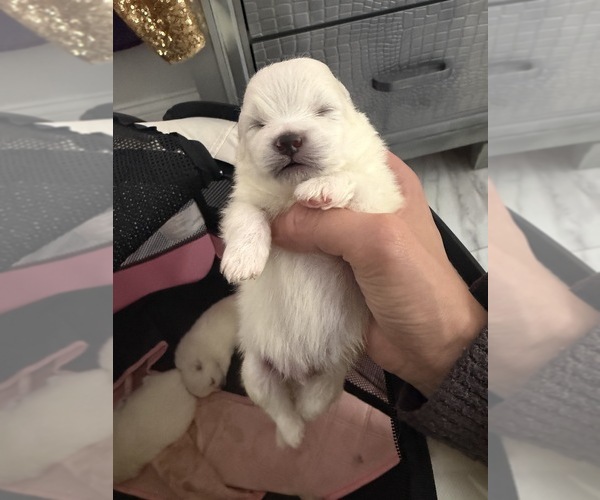 Medium Photo #14  Breeder Profile in HOLLYWOOD, FL, USA