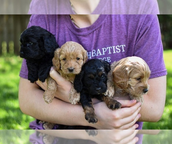 Medium Photo #1  Breeder Profile in NEW PARIS, IN, USA