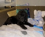 Small #3 Breeder Profile image