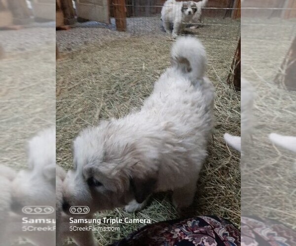 Medium Photo #6  Breeder Profile in RONAN, MT, USA