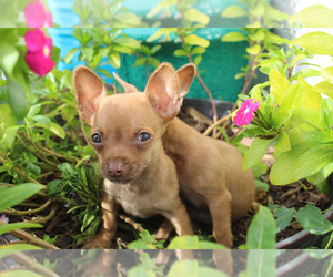 Chihuahua Dog Breeder near JESUP, GA, USA