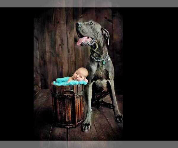 Medium Photo #1  Breeder Profile in ROCKFORD, IL, USA