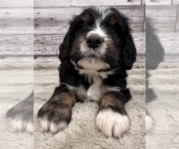 Medium Photo #1  Breeder Profile in MIDLAND, NC, USA