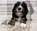 Small breeder photo