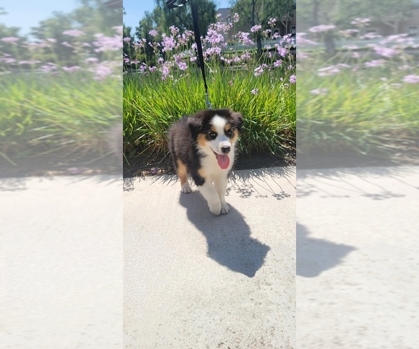 Medium Photo #1  Breeder Profile in GRANADA HILLS, CA, USA