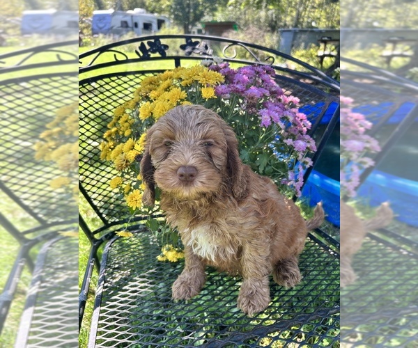 Medium Photo #6  Breeder Profile in NEWMARKET, NH, USA