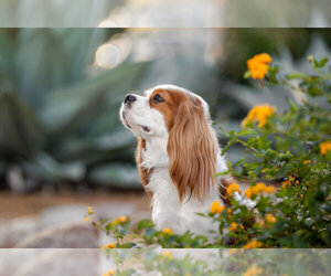 Cavalier King Charles Spaniel Dog Breeder near WATERTOWN, WI, USA