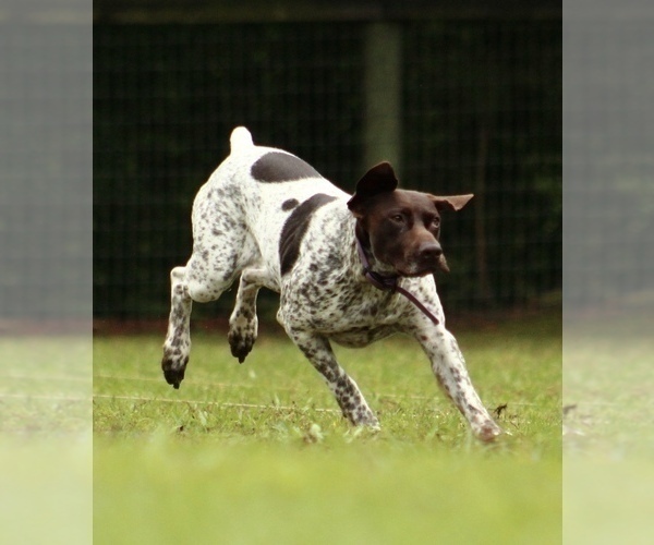 Medium Photo #2  Breeder Profile in LEXINGTON, SC, USA
