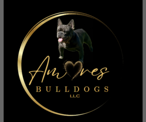 French Bulldog Dog Breeder near TUCSON, AZ, USA