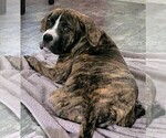 Small Photo #21  Breeder Profile in TOMBALL, TX, USA