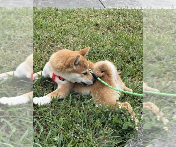 Medium Photo #2  Breeder Profile in MIAMI, FL, USA
