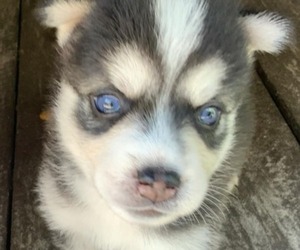 Pomsky Dog Breeder near HUDSON, FL, USA