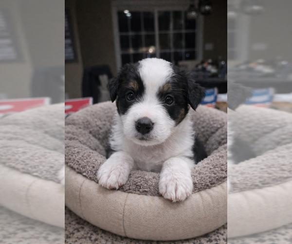 Medium Photo #7  Breeder Profile in SAINT JOHN, IN, USA