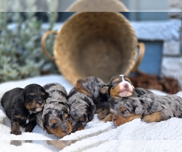 Medium Photo #1  Breeder Profile in SAINT CLOUD, FL, USA