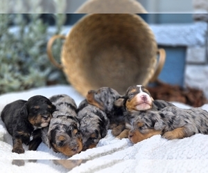 Aussiedoodle Miniature  Dog Breeder near SAINT CLOUD, FL, USA