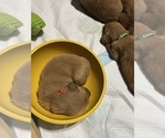 Small #32 Breeder Profile image
