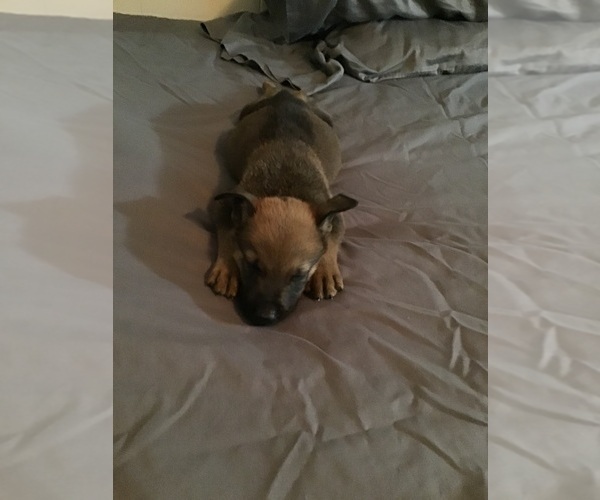 Medium Photo #5  Breeder Profile in NORTH FORT MYERS, FL, USA