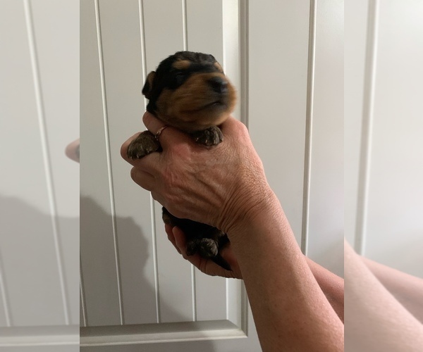 Medium Photo #3  Breeder Profile in GALT, CA, USA