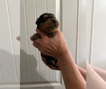 Small #2 Breeder Profile image