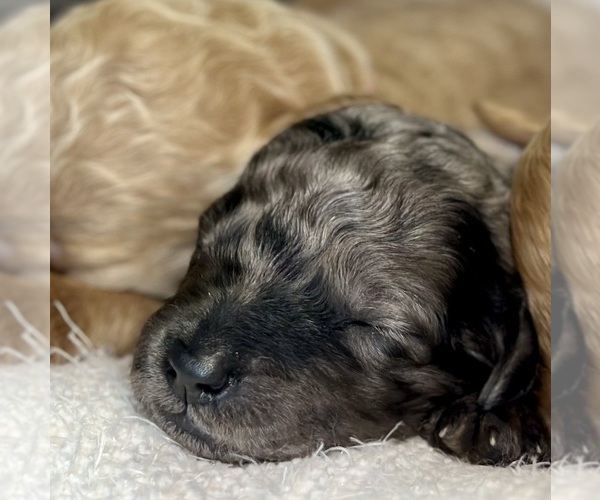 Medium Photo #33  Breeder Profile in POWELL, TN, USA