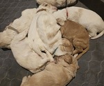 Small breeder photo