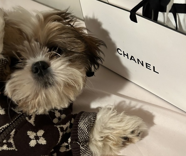 Medium Photo #1  Breeder Profile in CHICAGO, IL, USA