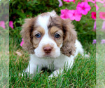 Small Photo #1  Breeder Profile in KLINGERSTOWN, PA, USA