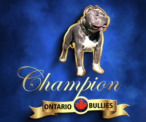 American Bully Dog Breeder in Mississauga,  Canada