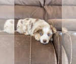 Small Photo #16  Breeder Profile in SANDY VALLEY, NV, USA