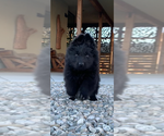 Small #175 Breeder Profile image