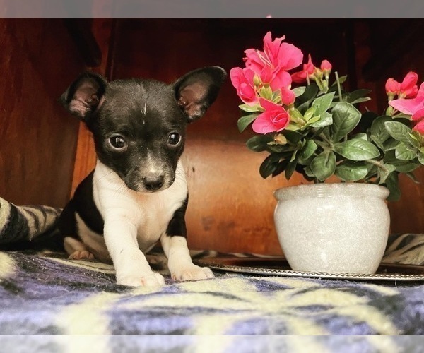 Medium Photo #20  Breeder Profile in WHITAKERS, NC, USA