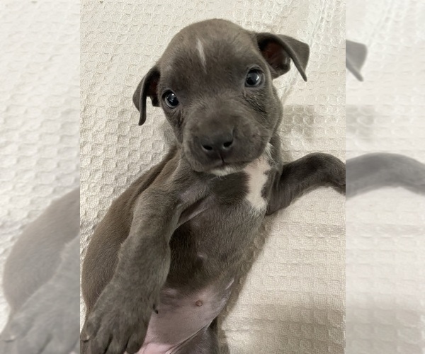 Medium Photo #1  Breeder Profile in ALTADENA, CA, USA