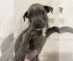 Small breeder photo