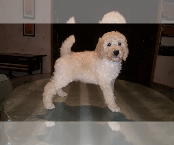 Medium Photo #1  Breeder Profile in WARREN, OH, USA