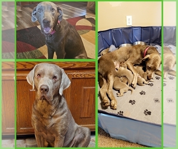 Medium Photo #1  Breeder Profile in SALEM, IL, USA