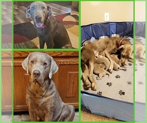 Labrador Retriever Dog Breeder near SALEM, IL, USA