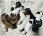 Small breeder photo