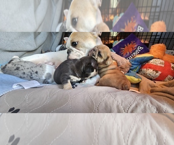 Medium Photo #56  Breeder Profile in CHINO HILLS, CA, USA
