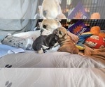 Small #55 Breeder Profile image