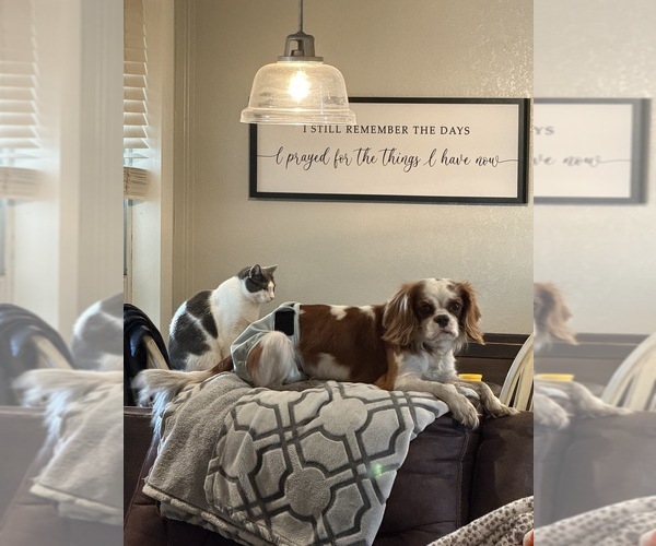 Medium Photo #30  Breeder Profile in WAXAHACHIE, TX, USA