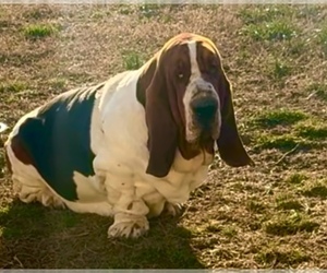 Basset Hound Dog Breeder near DALTON, GA, USA