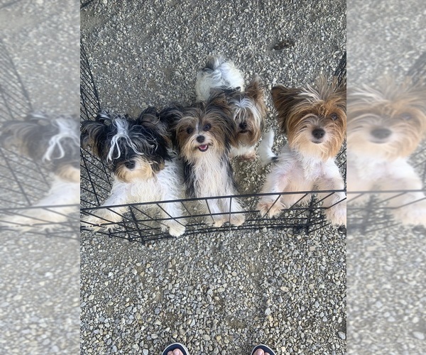 Medium Photo #6  Breeder Profile in MARYSVILLE, KS, USA