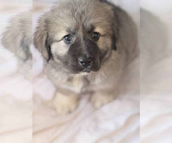 Medium Photo #1  Breeder Profile in AKELEY, MN, USA