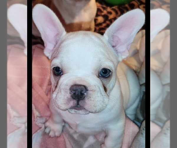 Medium Photo #15  Breeder Profile in BAKER CITY, OR, USA