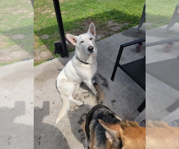 Medium Photo #1  Breeder Profile in NEWBERRY, FL, USA