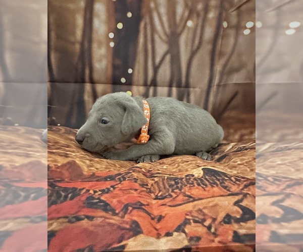 Medium Photo #5  Breeder Profile in CEDAR RAPIDS, IA, USA
